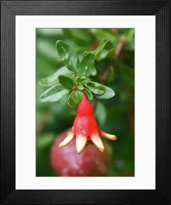 Framed Print : Tree Dwarf Pomegranate flower. Provence - PACA - France Framed Print : Tree Dwarf Pomegranate flower. Provence - PACA - France