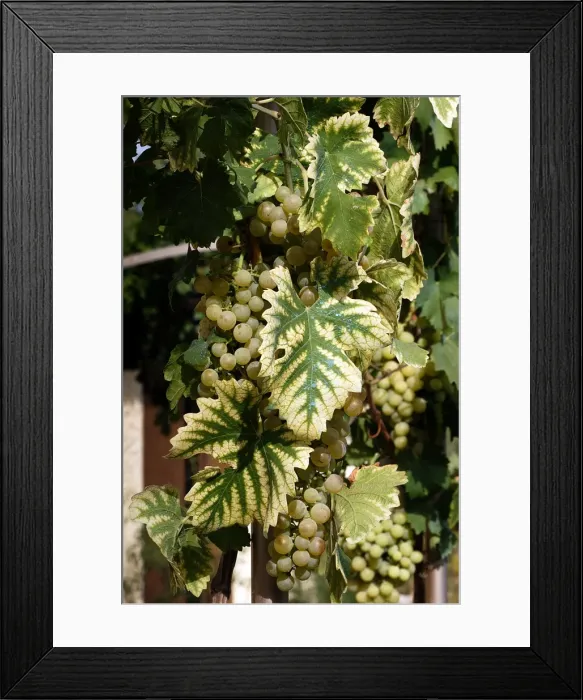 Framed Print : Chasselat Grape - with chlorosis disease Provence - France Framed Print : Chasselat Grape - with chlorosis disease Provence - France