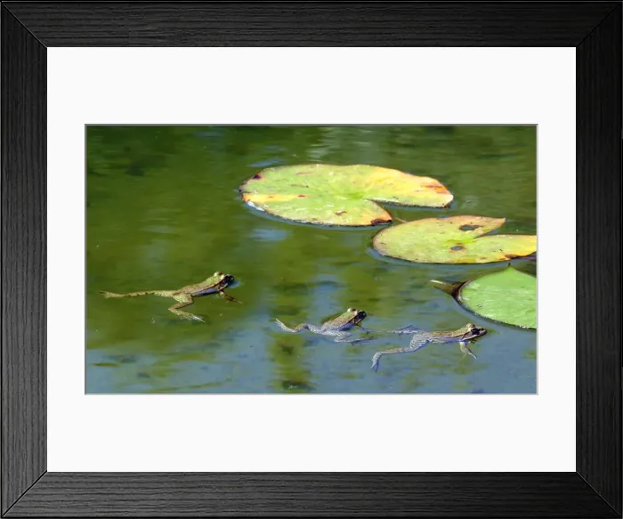 Framed Print : Edible frog - three in water. Vaucluse - PACA - France Framed Print : Edible frog - three in water. Vaucluse - PACA - France