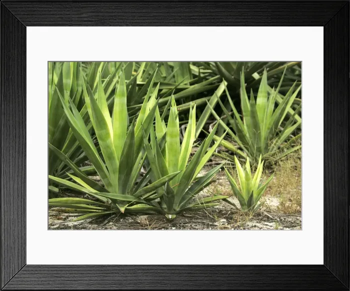 Framed Print : Sisal. Cosmoledo Lagoon. Seychelles - Indian Ocean Framed Print : Sisal. Cosmoledo Lagoon. Seychelles - Indian Ocean