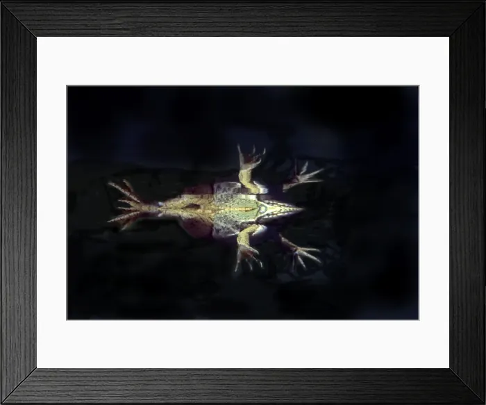 Framed Print : Edible frog - from underneath. Vaucluse - PACA - France Framed Print : Edible frog - from underneath. Vaucluse - PACA - France