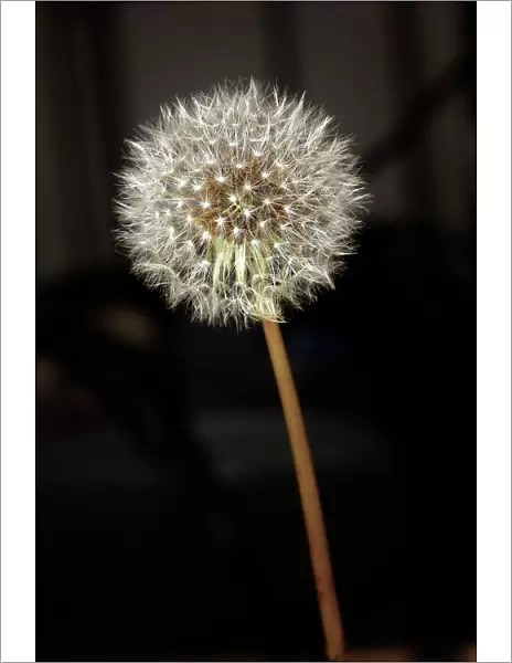 Dandelion - seed head. France