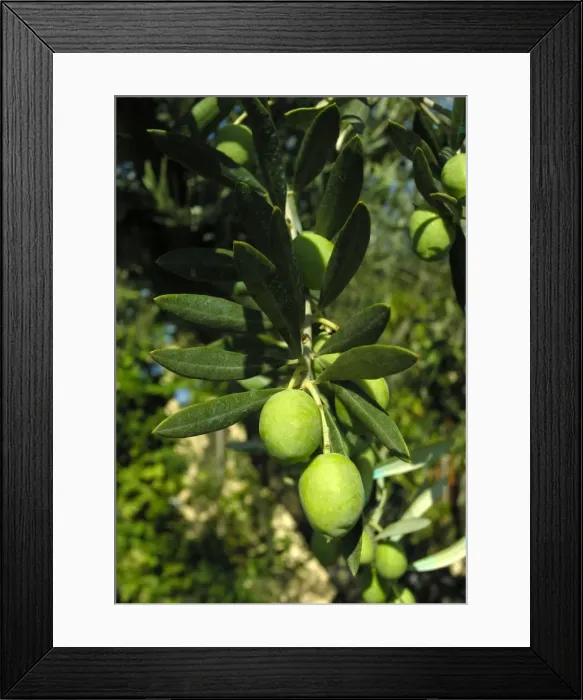 Framed Print : Olive verdale - in a garden. Provence - France Framed Print : Olive verdale - in a garden. Provence - France