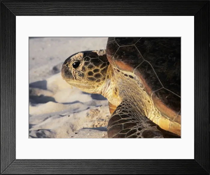 Framed Print : Green Sea Turtle. Atol de Cosmoledo - Seychelles - Indian Ocean Framed Print : Green Sea Turtle. Atol de Cosmoledo - Seychelles - Indian Ocean
