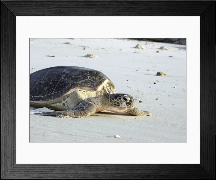 Framed Print : Green Sea Turtle - on beach. Atol de Cosmoledo - Seychelles - Indian Ocean Framed Print : Green Sea Turtle - on beach. Atol de Cosmoledo - Seychelles - Indian Ocean