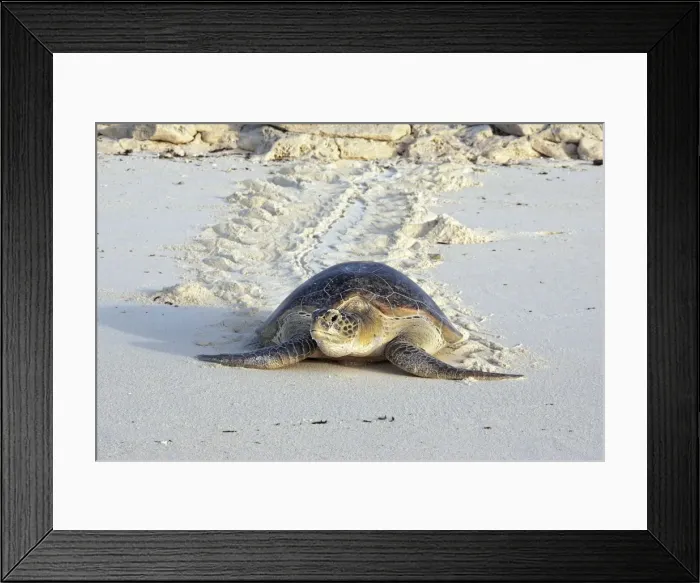 Framed Print : Green Sea Turtle - on beach. Atol de Cosmoledo - Seychelles - Indian Ocean Framed Print : Green Sea Turtle - on beach. Atol de Cosmoledo - Seychelles - Indian Ocean