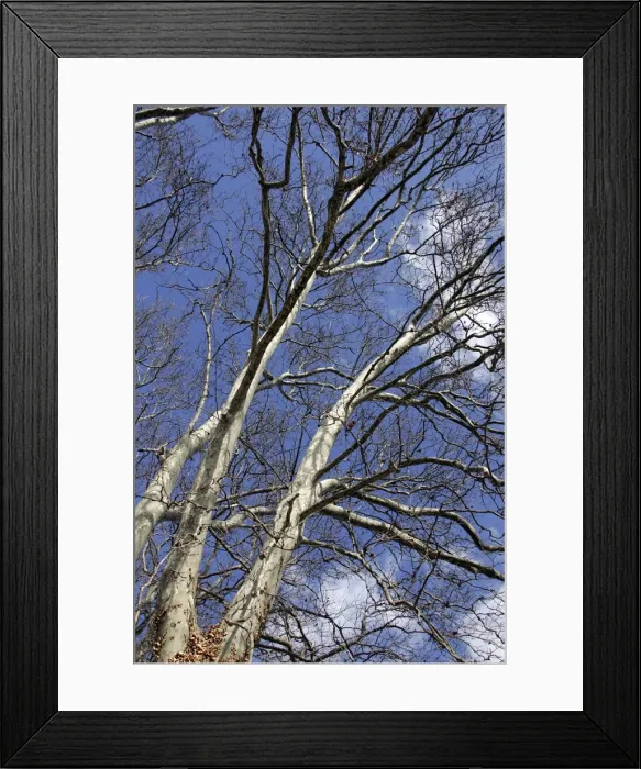Framed Print : London Plane Tree - in winter. Provence - France Framed Print : London Plane Tree - in winter. Provence - France