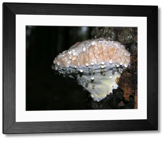Framed Print : Fungi - Polypore sp. Ligatne forest, Latvia Framed Print : Fungi - Polypore sp. Ligatne forest, Latvia