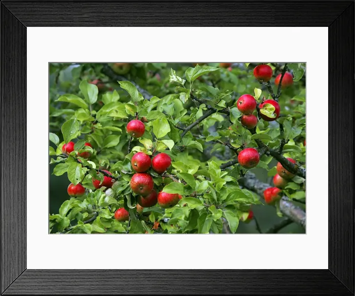 Framed Print : Apple Tree - with fruit. Berzciems, Latvia Framed Print : Apple Tree - with fruit. Berzciems, Latvia