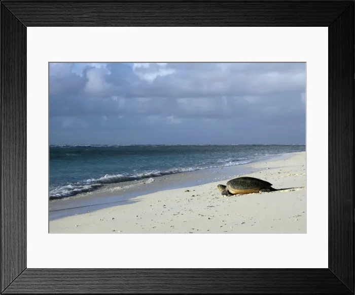 Framed Print : Green Sea Turtle - on beach. Atol de Cosmoledo - Seychelles - Indian Ocean Framed Print : Green Sea Turtle - on beach. Atol de Cosmoledo - Seychelles - Indian Ocean