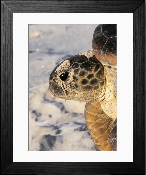 Framed Print : Green Sea Turtle. Atol de Cosmoledo - Seychelles - Indian Ocean Framed Print : Green Sea Turtle. Atol de Cosmoledo - Seychelles - Indian Ocean