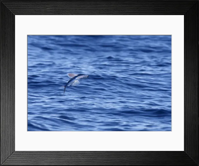 Framed Print : Tropical two-wing flyingfish - in the strait of Gibraltar. Spain Framed Print : Tropical two-wing flyingfish - in the strait of Gibraltar. Spain
