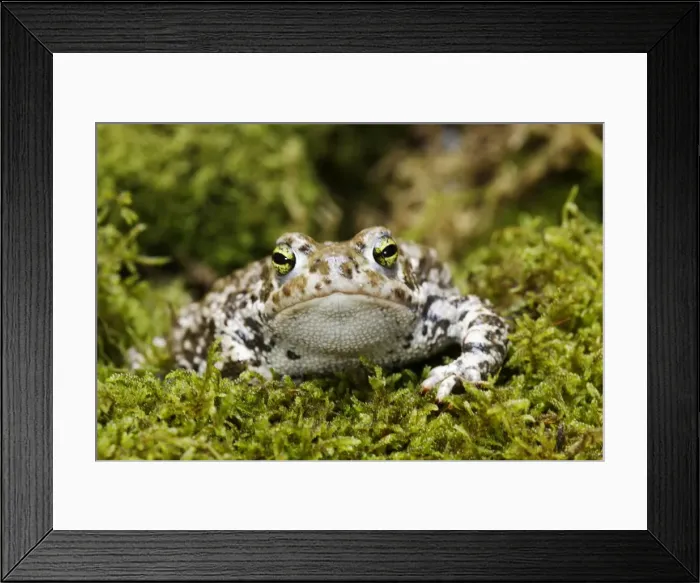 Framed Print : European Green Toad. Alsace - France Framed Print : European Green Toad. Alsace - France