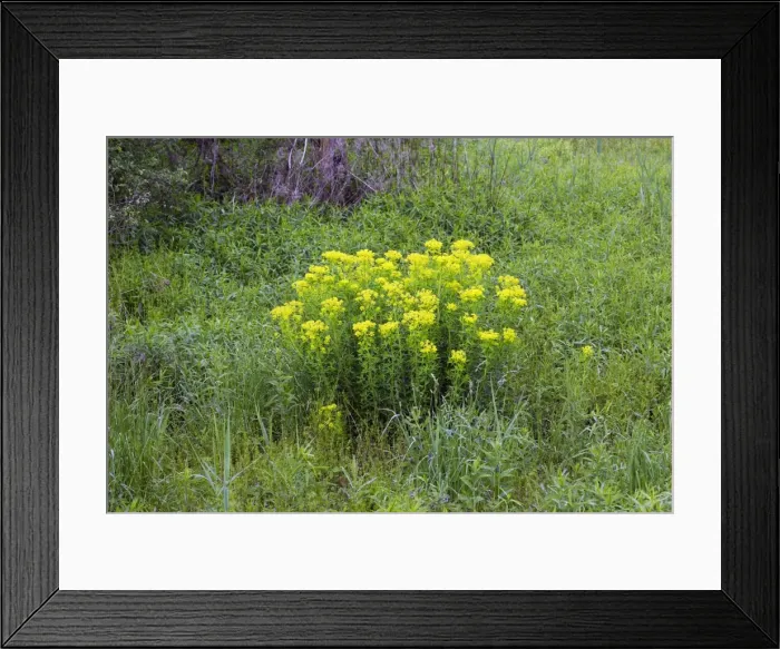 Framed Print : Marsh spurge - Alsace - France Framed Print : Marsh spurge - Alsace - France