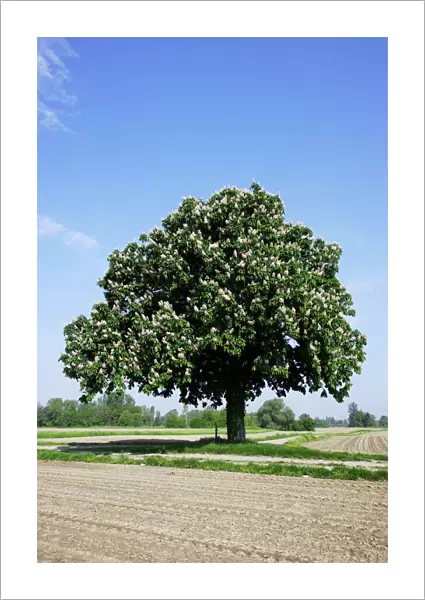 Horse Chestnut Tree - by field