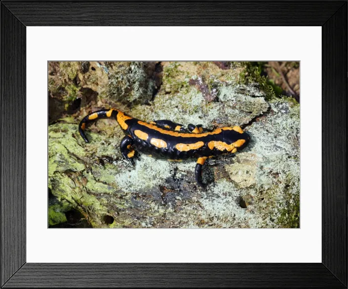 Framed Print : Fire Salamander. Alsace - France Framed Print : Fire Salamander. Alsace - France