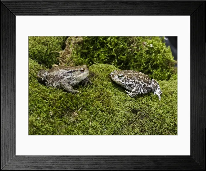 Framed Print : European Green Toad. Alsace - France Framed Print : European Green Toad. Alsace - France