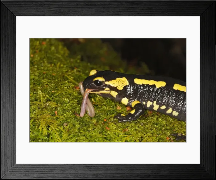 Framed Print : Fire Salamander - eating worm. Alsace - France Framed Print : Fire Salamander - eating worm. Alsace - France