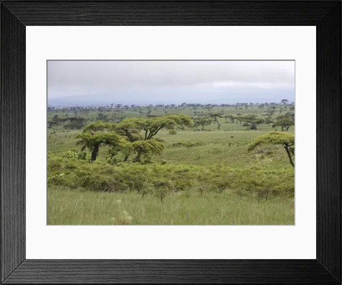 Framed Print : Ethiopia - Acacia trees & grasslands. region of Yabelo Southern Ethiopia Framed Print : Ethiopia - Acacia trees & grasslands. region of Yabelo Southern Ethiopia