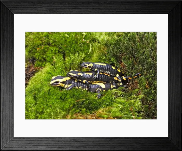 Framed Print : Fire Salamanders - mating. Alsace - France Framed Print : Fire Salamanders - mating. Alsace - France