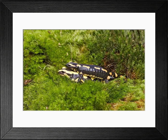Framed Print : Fire Salamander - mating. Alsace - France Framed Print : Fire Salamander - mating. Alsace - France