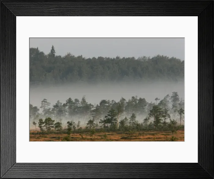 Framed Print : Estonia - Peat bog in Nigula national park Framed Print : Estonia - Peat bog in Nigula national park