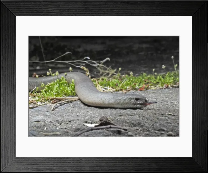 Framed Print : Slow Worm / Blind Worm. Alsace - France Framed Print : Slow Worm / Blind Worm. Alsace - France