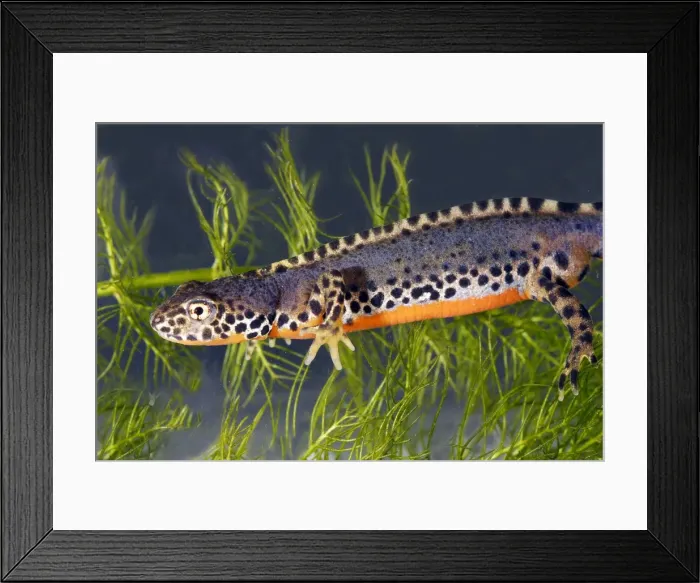 Framed Print : Alpine Newt - underwater Framed Print : Alpine Newt - underwater