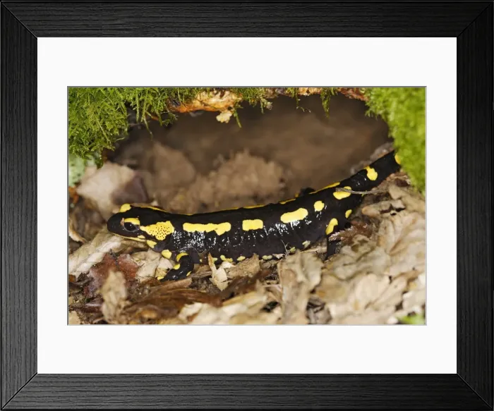 Framed Print : Fire Salamander. Alsace - France Framed Print : Fire Salamander. Alsace - France
