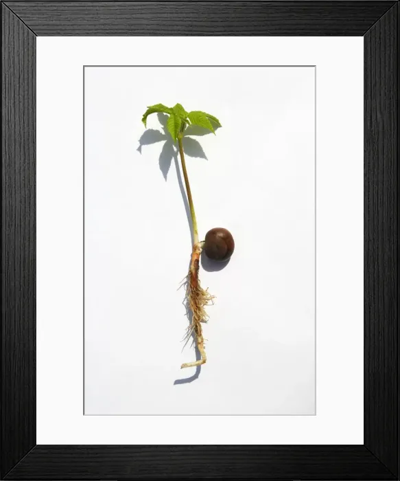 Framed Print : Horse Chestnut - studio image showing new plant shoot. Shows the growth & development including the root, conker & shoot Framed Print : Horse Chestnut - studio image showing new plant shoot. Shows the growth & development including the root, conker & shoot