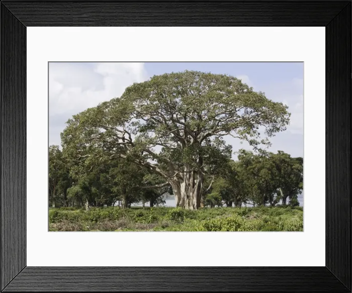 Framed Print : Fig Tree fam:Moraceae Framed Print : Fig Tree fam:Moraceae
