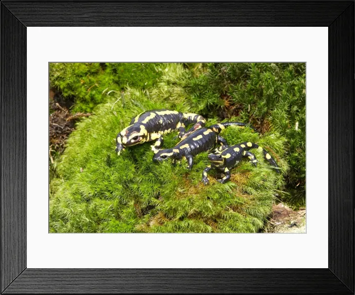 Framed Print : Fire Salamander - three. Alsace - France Framed Print : Fire Salamander - three. Alsace - France