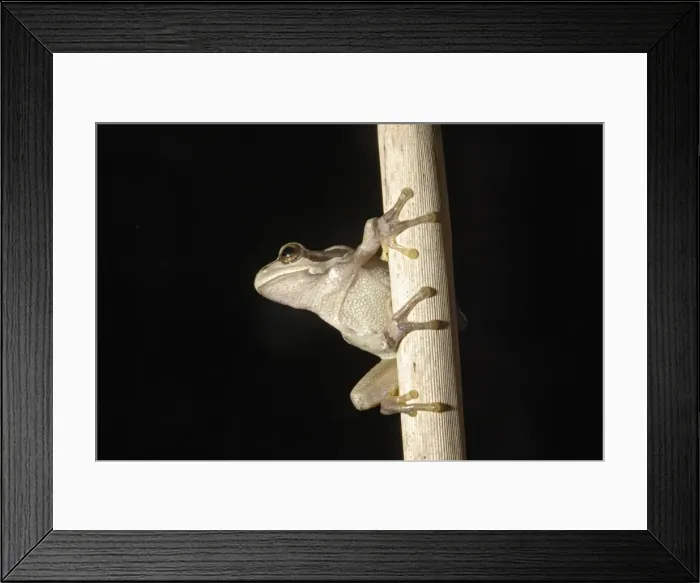 Framed Print : European Treefrog - Alsace - France