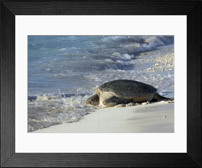 Framed Print : Green Sea Turtle - on beach entering sea. Atol de Cosmoledo - Seychelles - Indian Ocean Framed Print : Green Sea Turtle - on beach entering sea. Atol de Cosmoledo - Seychelles - Indian Ocean