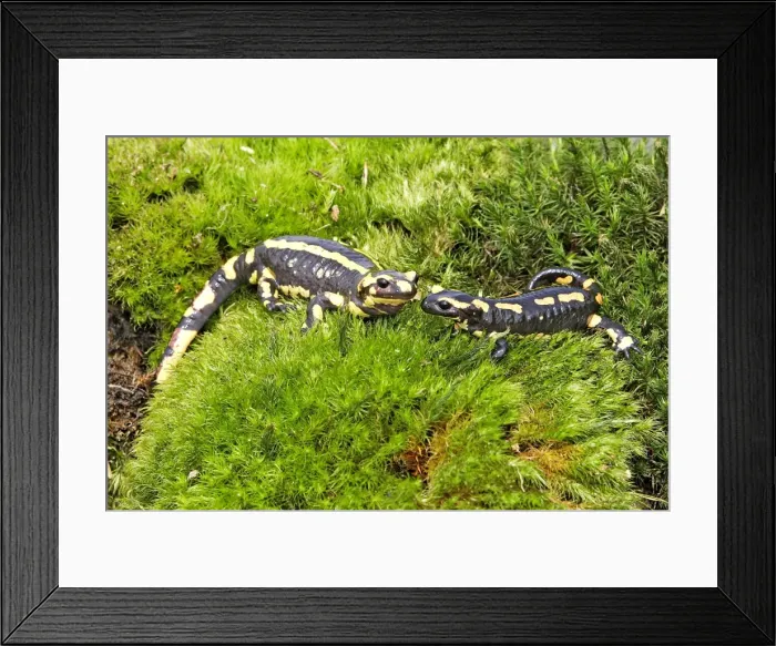 Framed Print : Fire Salamander. Alsace - France Framed Print : Fire Salamander. Alsace - France