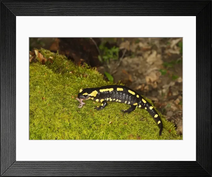 Framed Print : Fire Salamander - eating worm. Alsace - France Framed Print : Fire Salamander - eating worm. Alsace - France
