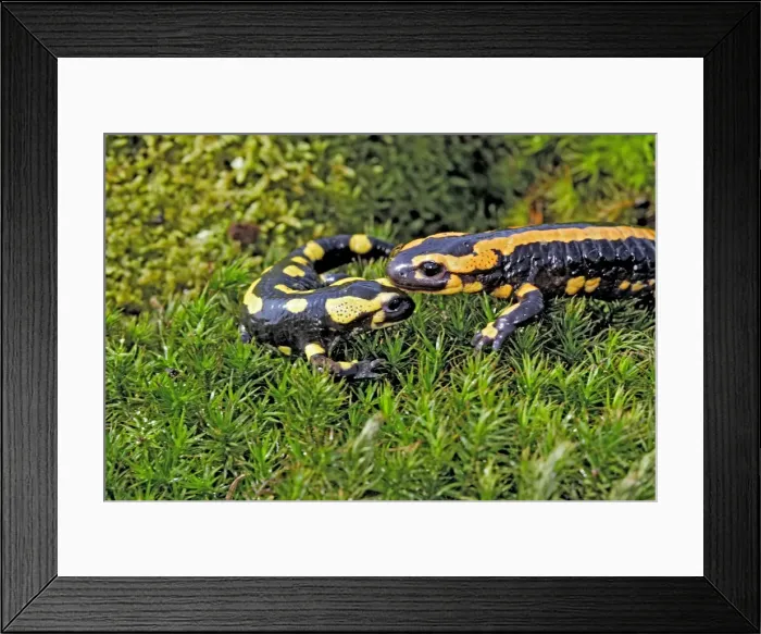 Framed Print : Fire Salamanders. Alsace - France Framed Print : Fire Salamanders. Alsace - France