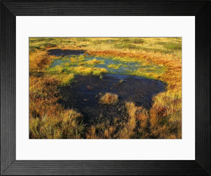 Framed Print : Estonia - Peat bog in Nigula national park Framed Print : Estonia - Peat bog in Nigula national park