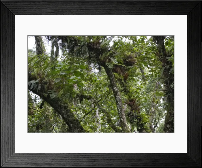 Framed Print : Ethiopia - epiphytic fern plants tropical forest south of Awassa. Southern Ethiopia Framed Print : Ethiopia - epiphytic fern plants tropical forest south of Awassa. Southern Ethiopia