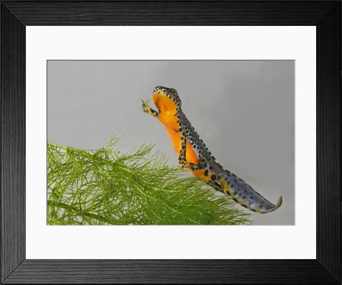 Framed Print : Alpine Newt - underwater Framed Print : Alpine Newt - underwater