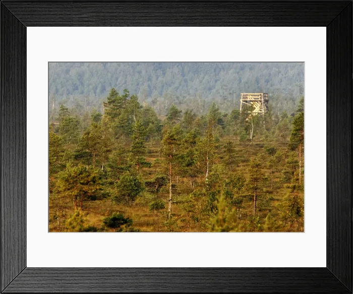 Framed Print : Estonia - Observation tower in Nigula national park Framed Print : Estonia - Observation tower in Nigula national park