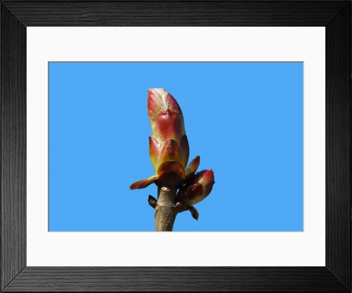 Framed Print : Horse chestnut - bud. Alsace - France Framed Print : Horse chestnut - bud. Alsace - France