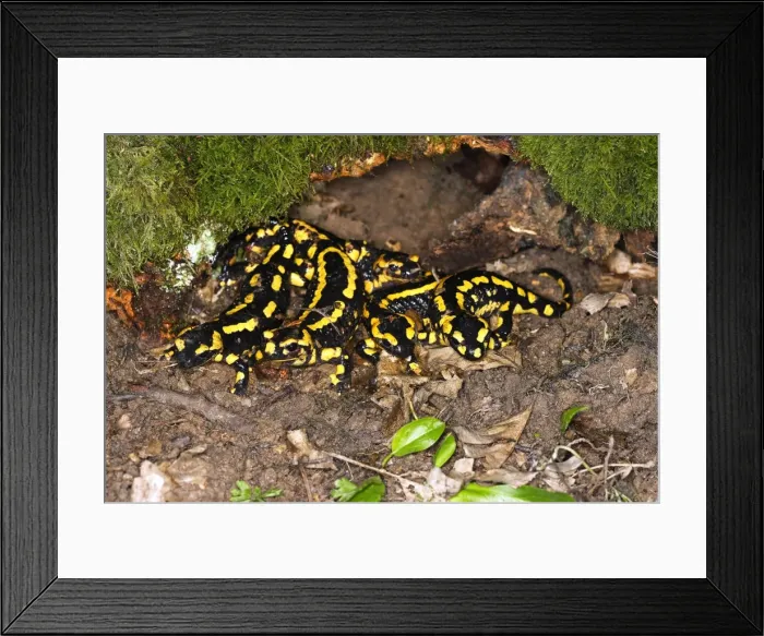 Framed Print : Fire Salamander - group. Alsace - France Framed Print : Fire Salamander - group. Alsace - France