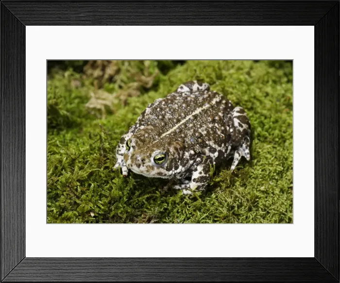 Framed Print : European Green Toad. Alsace - France Framed Print : European Green Toad. Alsace - France