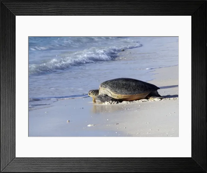 Framed Print : Green Sea Turtle - on beach. Atol de Cosmoledo - Seychelles - Indian Ocean Framed Print : Green Sea Turtle - on beach. Atol de Cosmoledo - Seychelles - Indian Ocean
