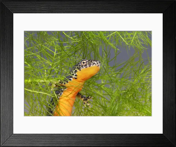 Framed Print : Alpine Newt - underwater Framed Print : Alpine Newt - underwater