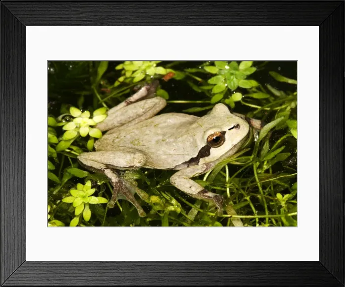 Framed Print : European Treefrog - in water. Alsace - France Framed Print : European Treefrog - in water. Alsace - France