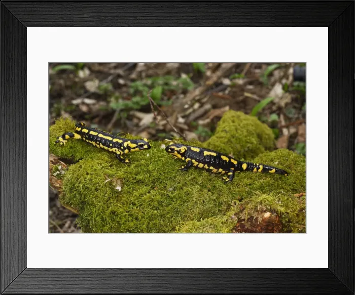 Framed Print : Fire Salamander - two facing each other. Alsace - France Framed Print : Fire Salamander - two facing each other. Alsace - France