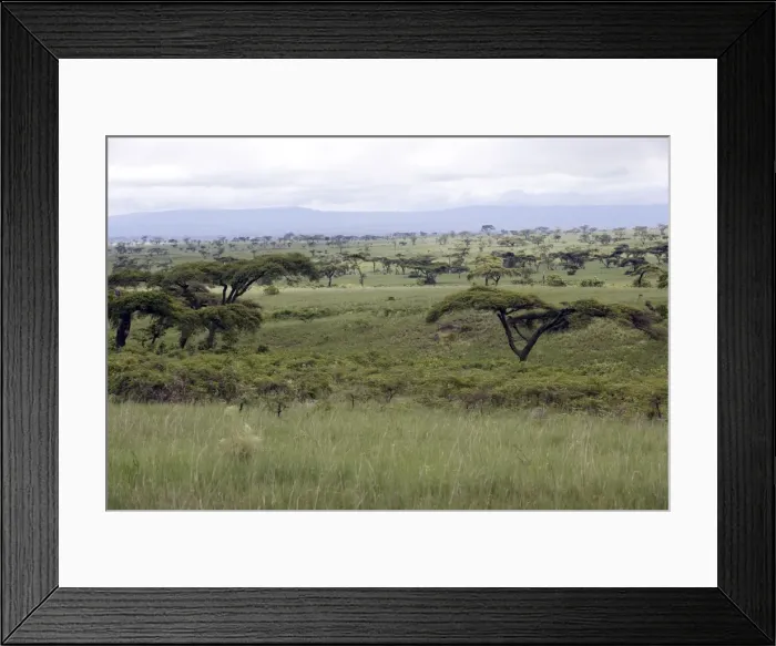 Framed Print : Ethiopia - Savane tree, Acacias and grass pasture in the region of Yabelo Southern Ethiopia Framed Print : Ethiopia - Savane tree, Acacias and grass pasture in the region of Yabelo Southern Ethiopia