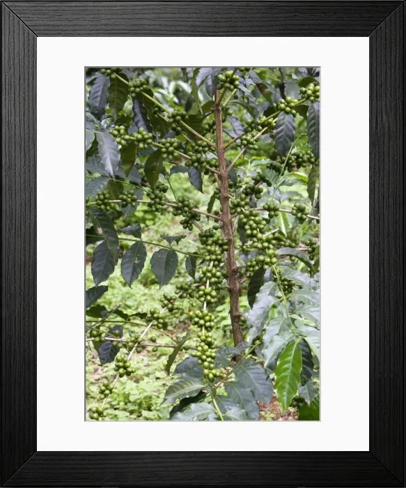 Framed Print : Coffee Plant - with berries Awassa Ethiopia Framed Print : Coffee Plant - with berries Awassa Ethiopia